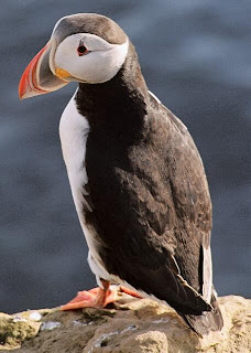  puffin