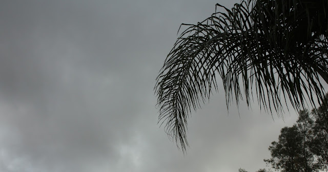 wet, rain, cloud, palm, plant, tree, photograph, artist, art, S. Myers, Sarah Myers, gray