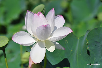 Flores muy hermosas