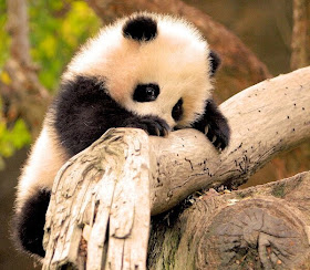 Funny animals of the week - 5 April 2014 (40 pics), baby panda climbs tree branch