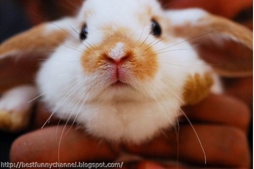Cute and funny bunny.
