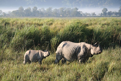 Animal in Kaziranga National Park