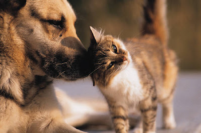 Image of a cat and dog snuggling