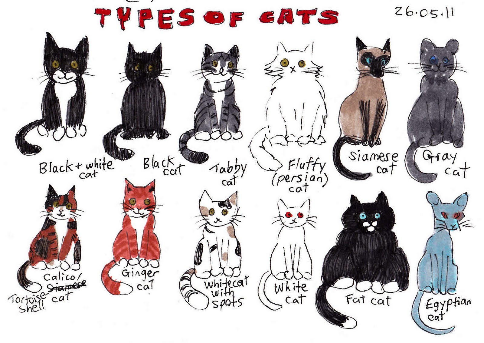 Cat Lover Cat Training How Many Different Breeds Of Cats Are There