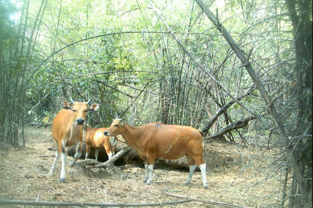 Banteng graze on forest foliage in the Kingdom’s Eastern Plains. The Ministry of Environment is planning the creation of conservation corridors to link protected areas in an attempt to improve wildlife numbers. WWF