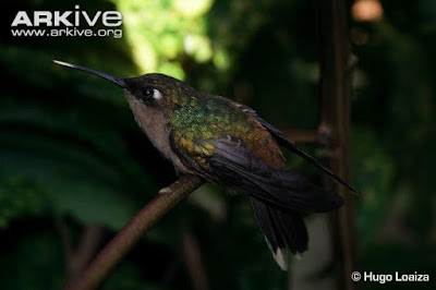 endangered hummingbirds