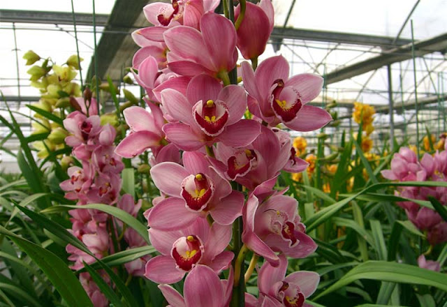 Cymbidium Flowers Pictures