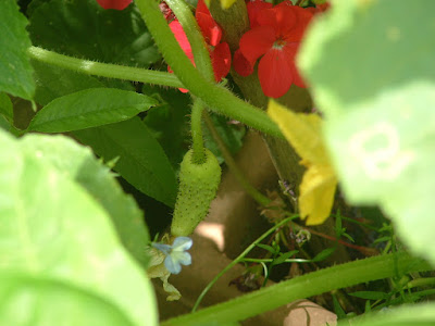 Close up of an immature cucumber growing on a vine