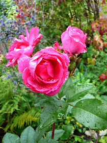 ruusu Morden Centennial kukkii