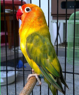 Jenis Burung Lovebird Blorok