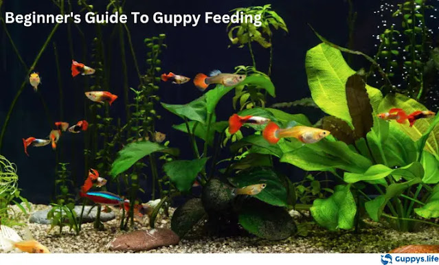 Beginner's Guide To Guppy Feeding