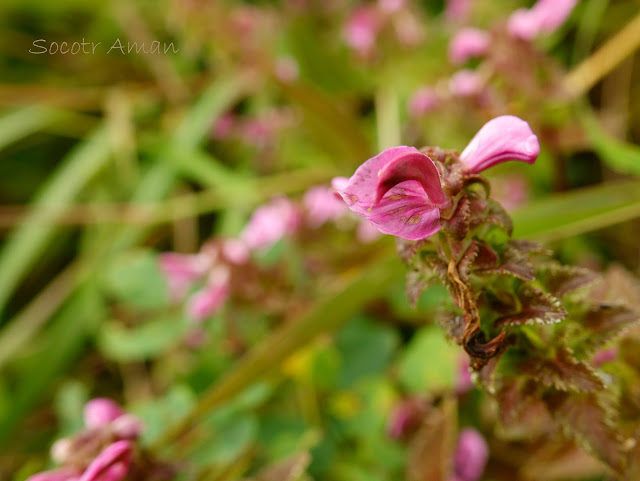 Pedicularis resupinata