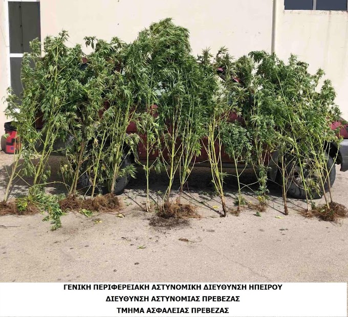  Συνελήφθη ημεδαπός για κατοχή και καλλιέργεια ναρκωτικών 