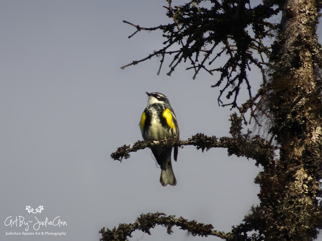 Yellow-rumped Warbler Photo