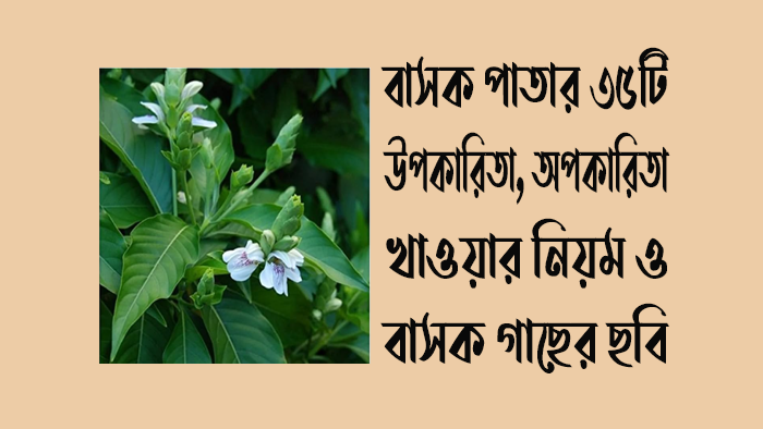 বাসক পাতার ৩৫টি উপকারিতা, অপকারিতা, খাওয়ার নিয়ম ও গাছের ছবি