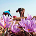 Understanding the Decline in Saffron Production in India: Factors and Solutions