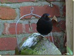 birdhouse bird