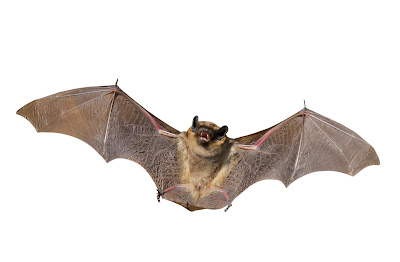 bat clipart free 