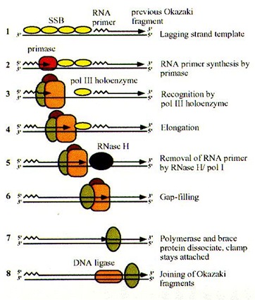  deoxyribonucleic acid polymerase III is involved inwards leading strand synthesis MR X Difference betwixt deoxyribonucleic acid Replication inwards E.coli too Mammalian cells