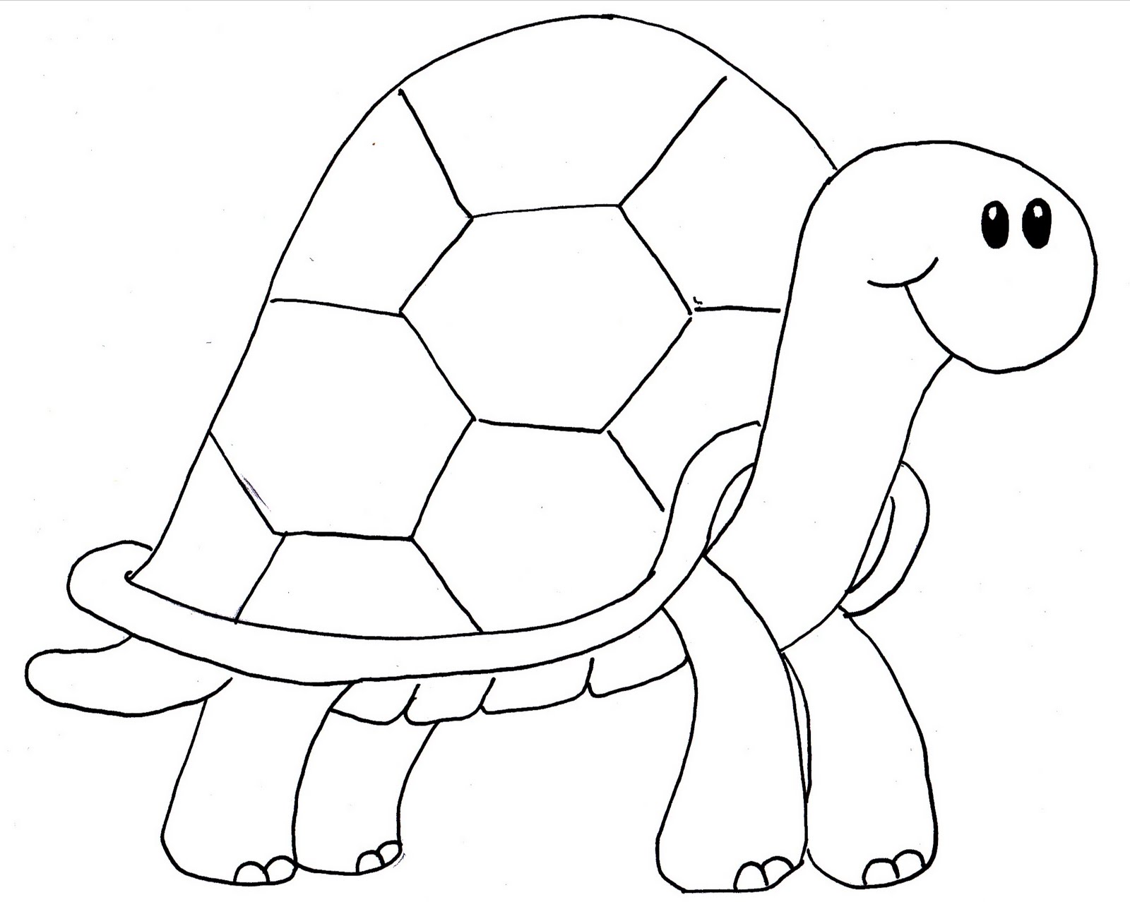 Lovely Small Pets: The Shaped Used to Draw Turtles