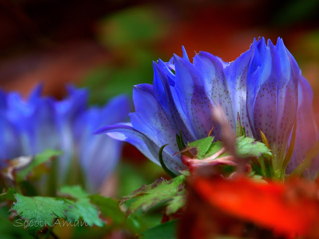 Gentiana scabra