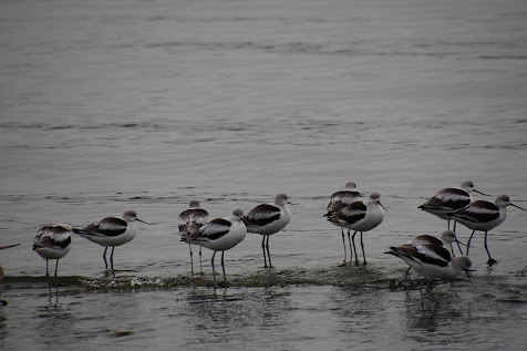 Photo of ten American Avocets standing in shallow water. They're arrayed straight across the photo. They're wading birds, white with two black bars and a white bar between them on their wings, and slightly tawny heads.