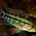 Ficha Apistogramma Gossei