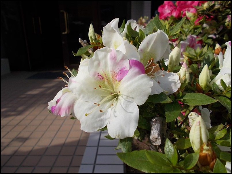 DSCN0873