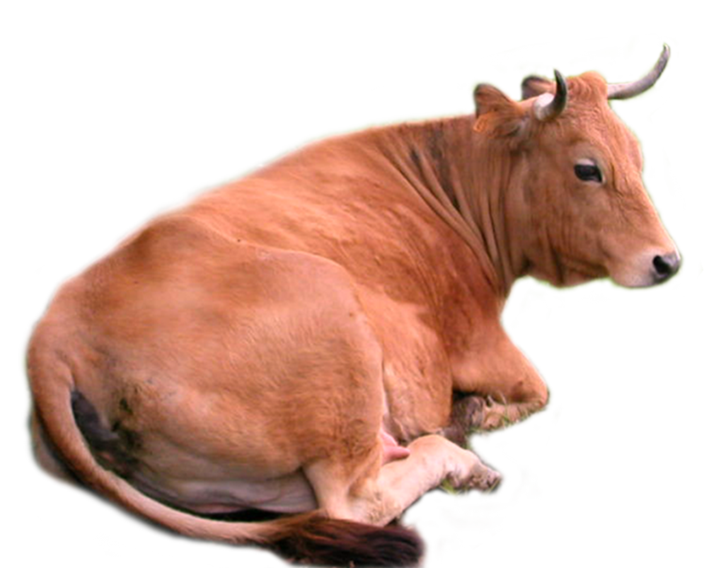 Gambar Sapi