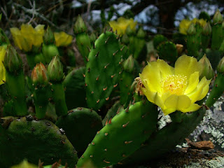 Opuntia Kaktus di Terrarium Jakarta Indonesia