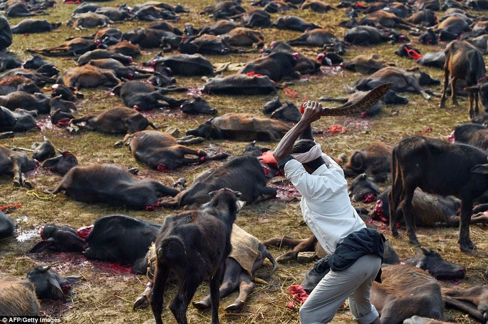 imagenes de los animales mas grandes del mundo - Los Animales Mas Grandes Del Planeta [2015] Fotos 