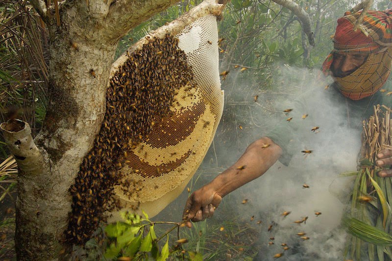 Manfaat Madu,Khasiat Madu Asli,fungsi madu,hasil madu asli,