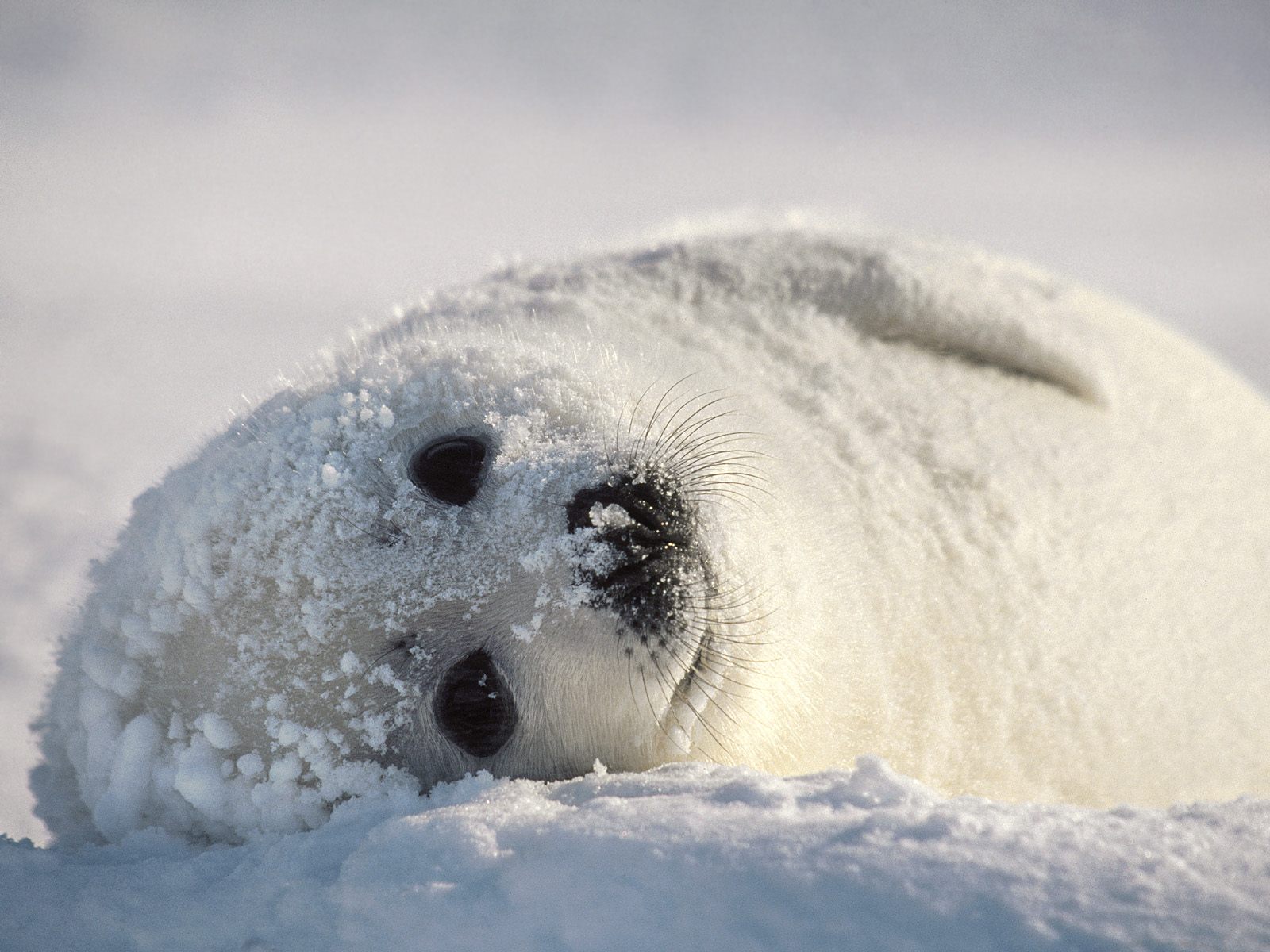 The Harp Seal | Cute Animal | Animals Lover