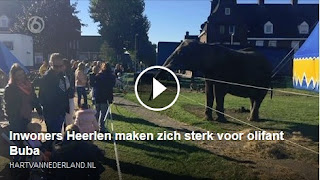 http://www.hartvannederland.nl/top-nieuws/2015/inwoners-heerlen-maken-zich-sterk-voor-olifant-buba/