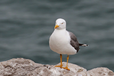 Gielpoatsulvermiuw - Geelpootmeeuw - Larus michahellis