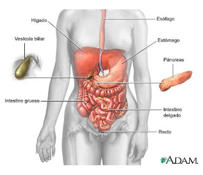 órganos del sistema digestivo