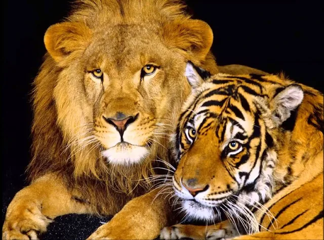 So sánh sức mạnh, tính cách trí thông minh của Hổ và Sư tử