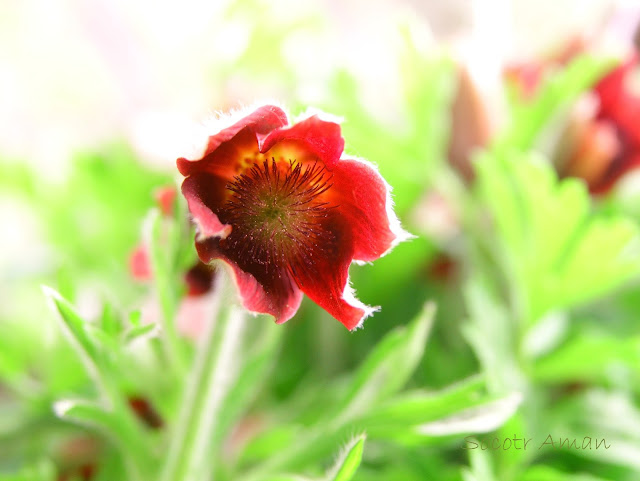 Pulsatilla cernua