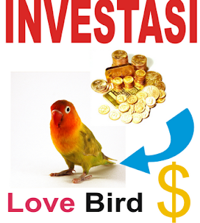 Investasi ke Peternak Burung Love Bird  Anjar Gigih Dewanto