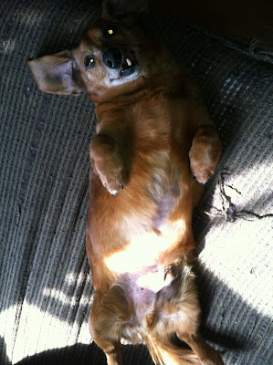 Floppy Tongue Joy - Reuben the dachshund waits expectantly for belly rubs.