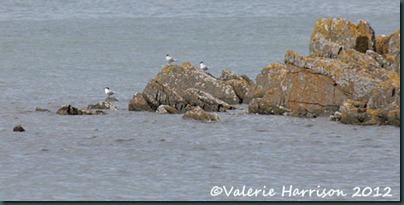 2-terns