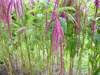 "As Love Lies Bleeding"