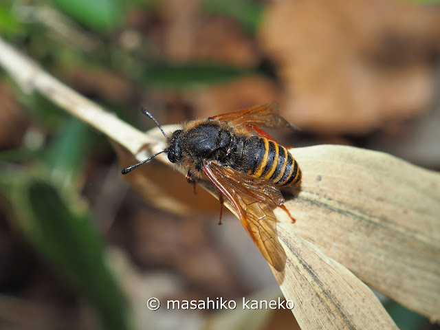 シマコンボウハバチ？