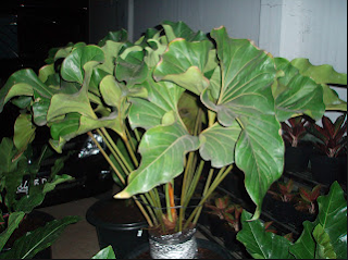 Anthurium Corong