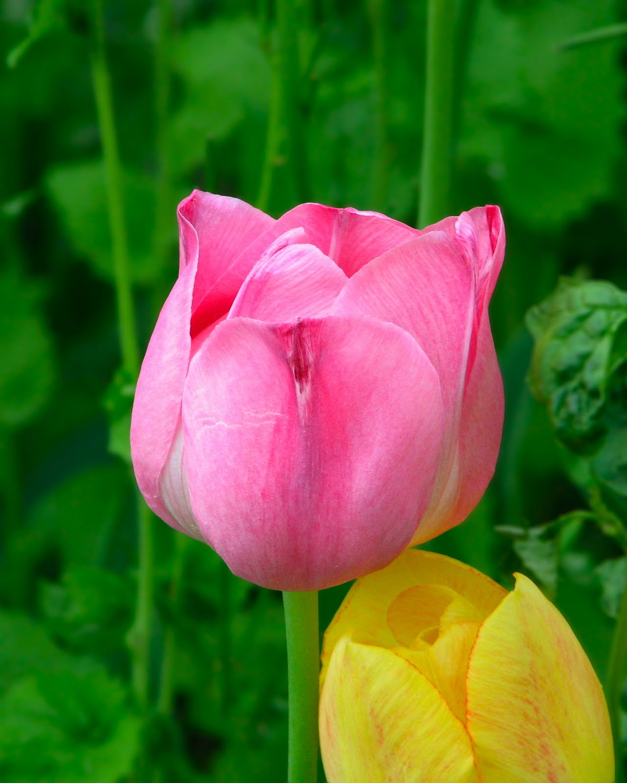  GAMBAR BUNGA  BUNGA  TULIP