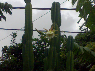 cereus cactus bloom