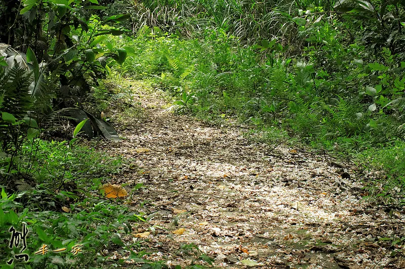 鳥瞰桃園盆地景點｜五十份山登山步道