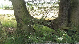 Image of Lyth Hill Countryside Site.