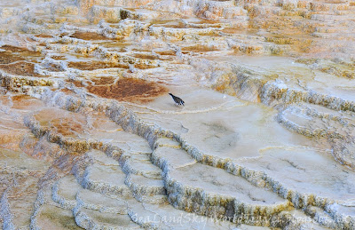 黃石國家公園, Mammoth Hot Springs, yellowstone national park