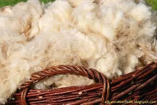 Wool fiber